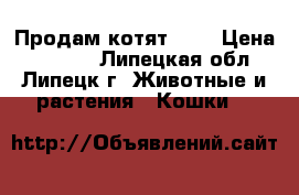 Продам котят ... › Цена ­ 1 000 - Липецкая обл., Липецк г. Животные и растения » Кошки   